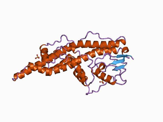 DNA Viruses in Eukaryotes Boundless Microbiology