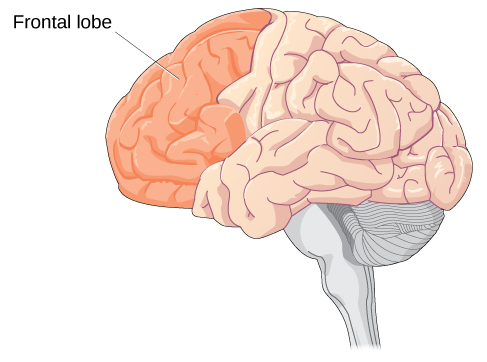 Prenatal Development  Introduction to Psychology