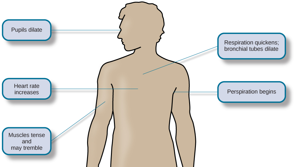 This image illustrates a body's response to the “fight or flight” activity. As a reaction to the hormones released by adrenal glands, first pupils begin to dilate, your heart begin to beat fast, you start to breathe heavily and perspire as well as your muscles tend to become more tense.